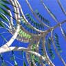 Strange Palm